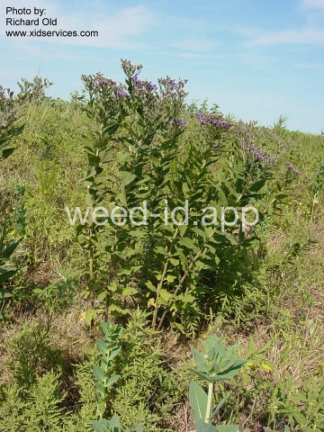 ironweed, western